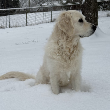 Snow Dog - Ruthie