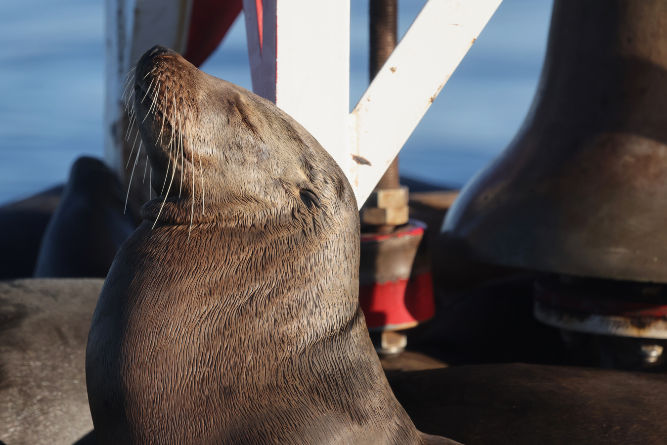 Whale watch in Newport Beach