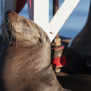 Whale watch in Newport Beach - Newport Beach